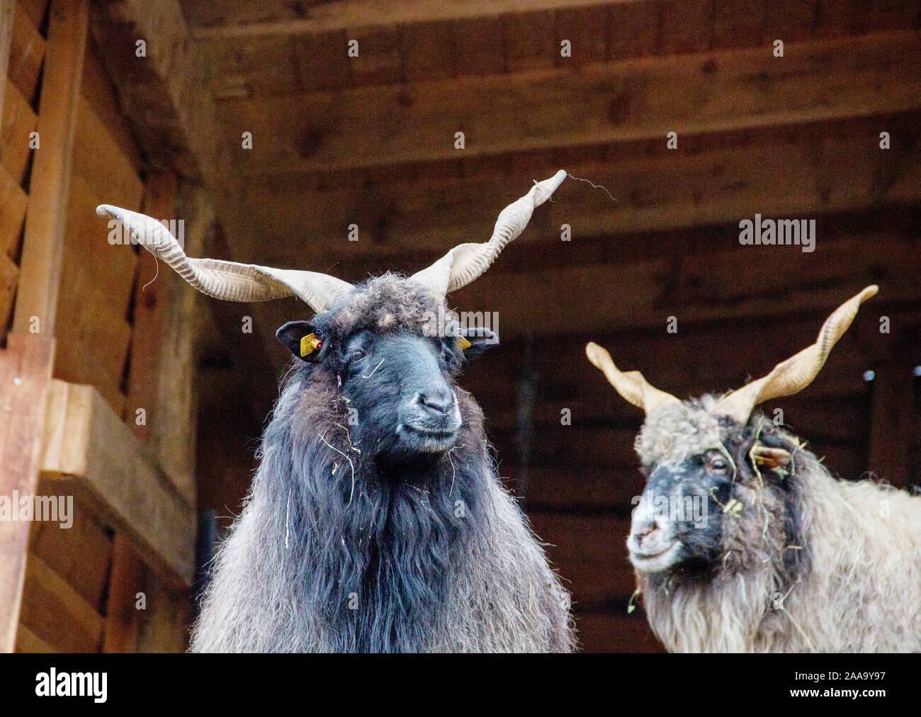 Two Hungarian Zackelschafe in their shelter, Latin Ovis aries strepsiceros Hungaricus Stock Photo