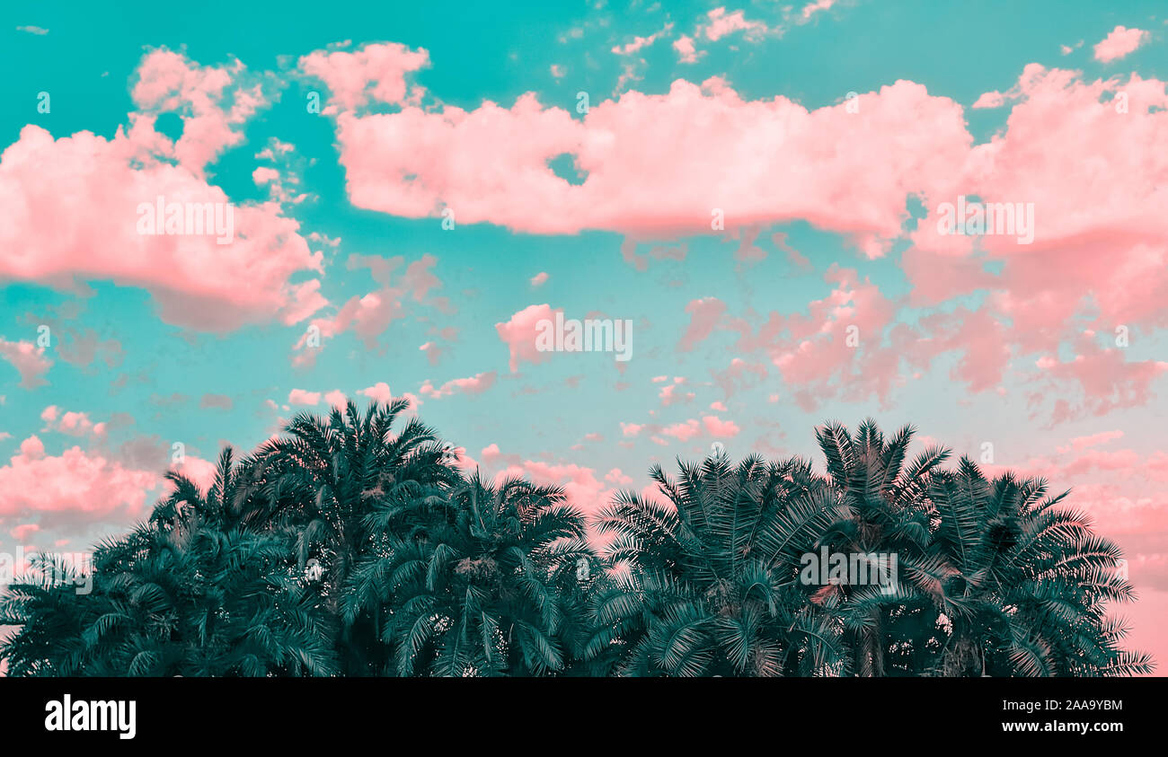 Tropical pink and green sunset with palm trees cotton candy clouds background banner cover with empty space filtered vintage retro feel Stock Photo