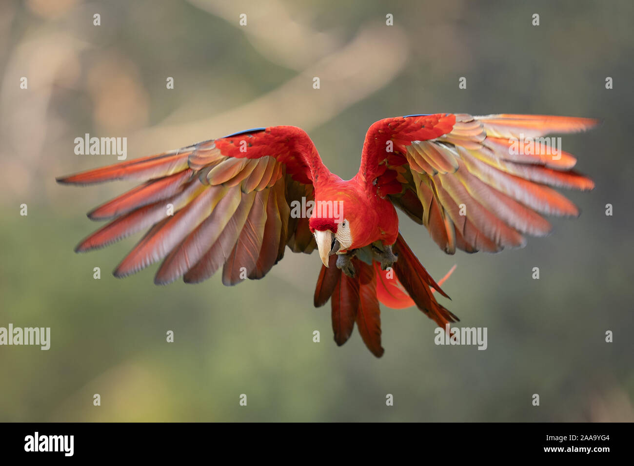 Scarlet macaw in the fly. Ara macaro. Stock Photo