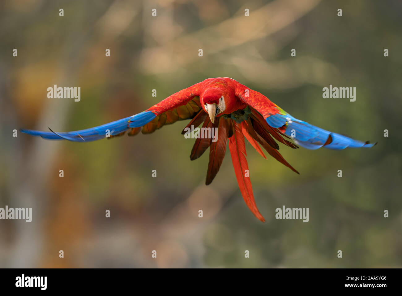 Scarlet macaw flying in the wild nature Stock Photo