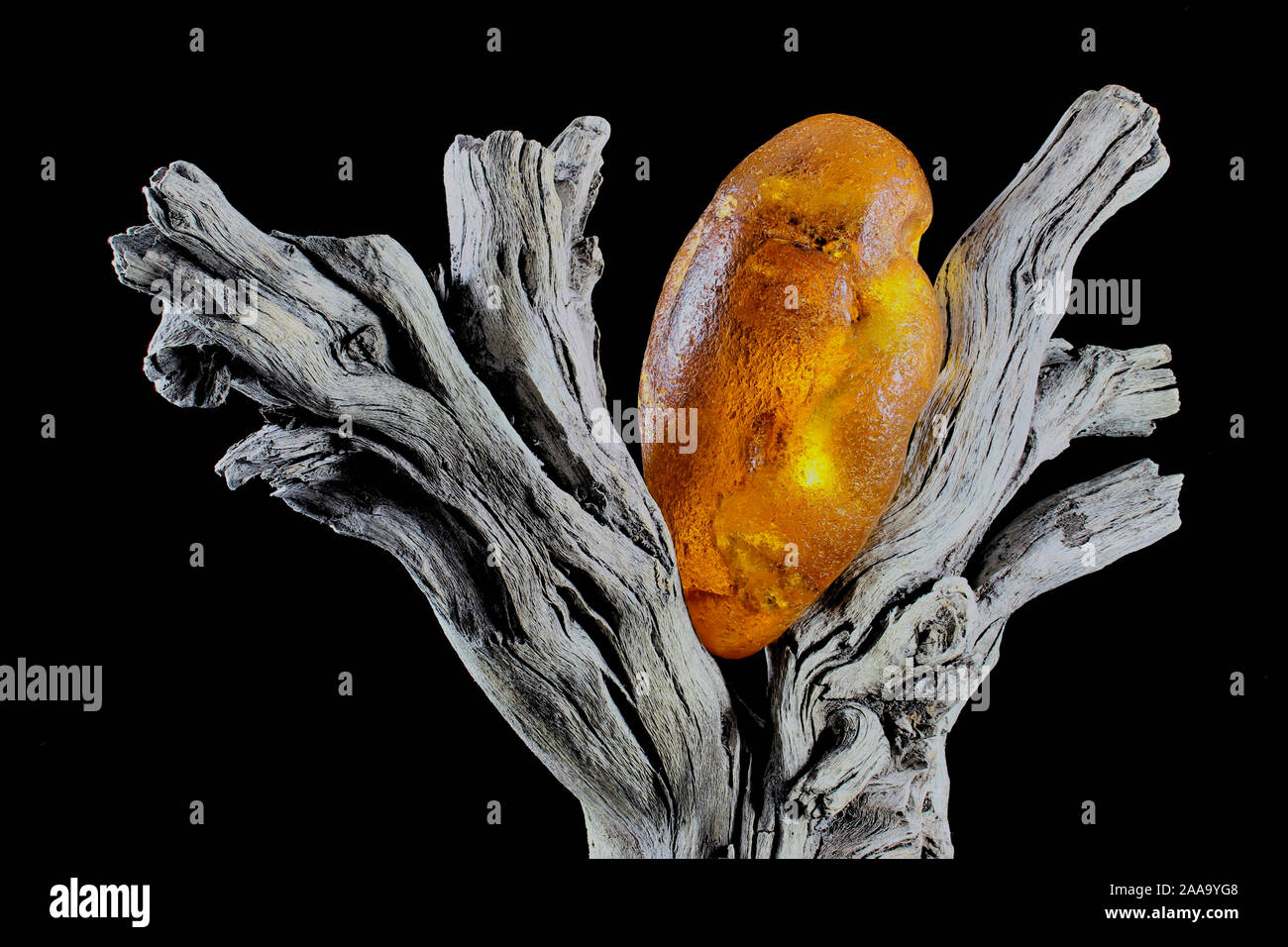 Big natural raw Amber stone lying between two branches of old driftwood ...
