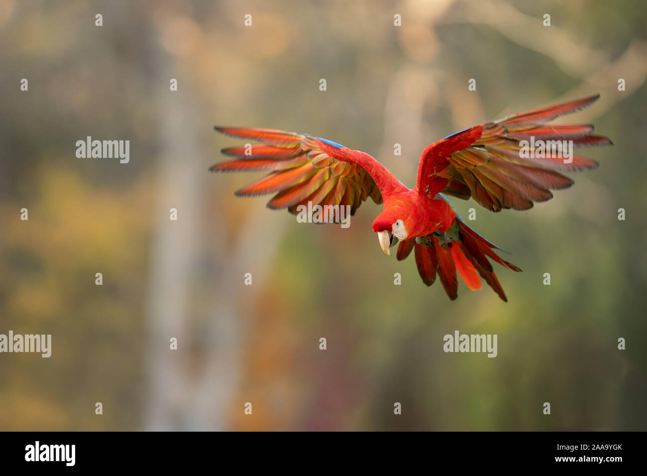 Scarlet macaw flying in tthe nature. Blured green background Stock Photo