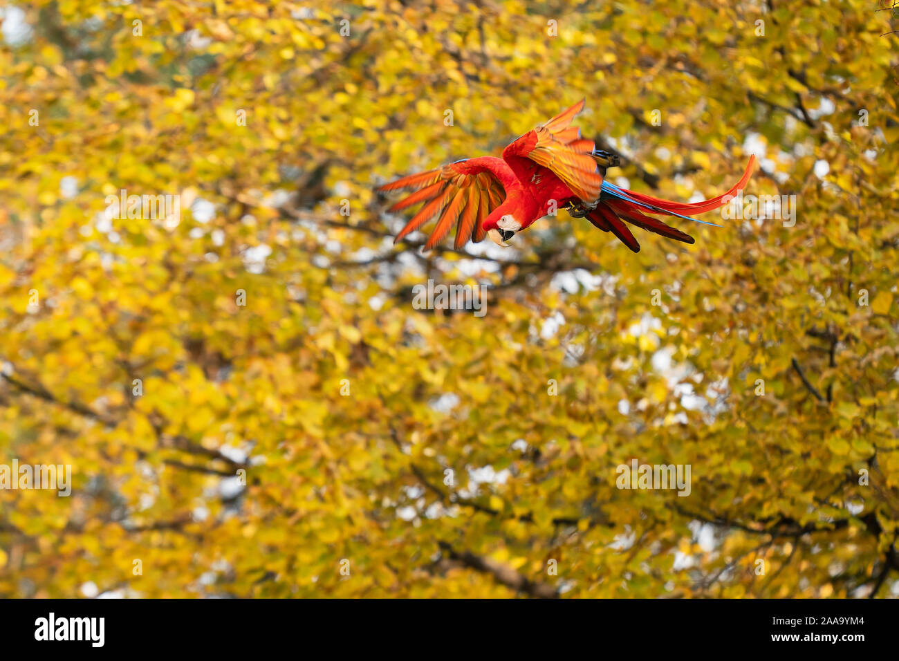 Flying scarlet macaw from side with yellow trees in the background. Stock Photo