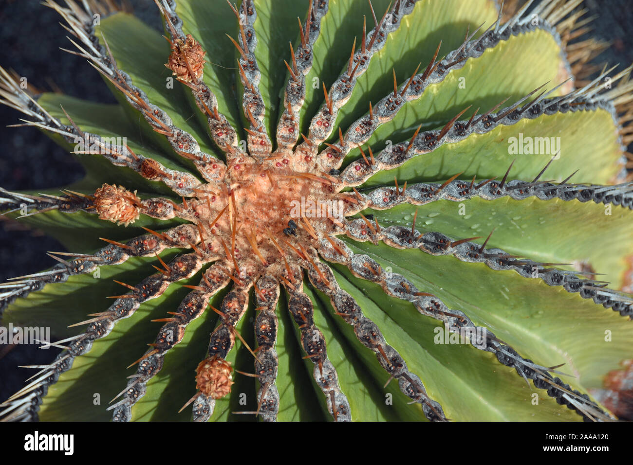 Close up of Ferocactus Schwarzii plant Stock Photo