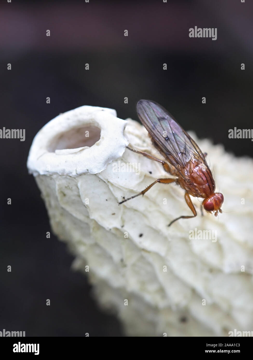 Forest buff snailkiller fly, Tetanocera phyllophora, feeding on common stinkhorn, Phallus impudicus Stock Photo