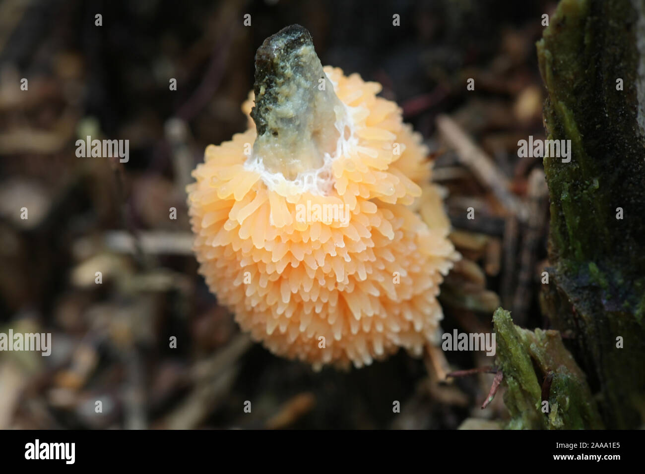 Tubifera ferruginosa, known as the Raspberry Slime Mold or mould Stock Photo