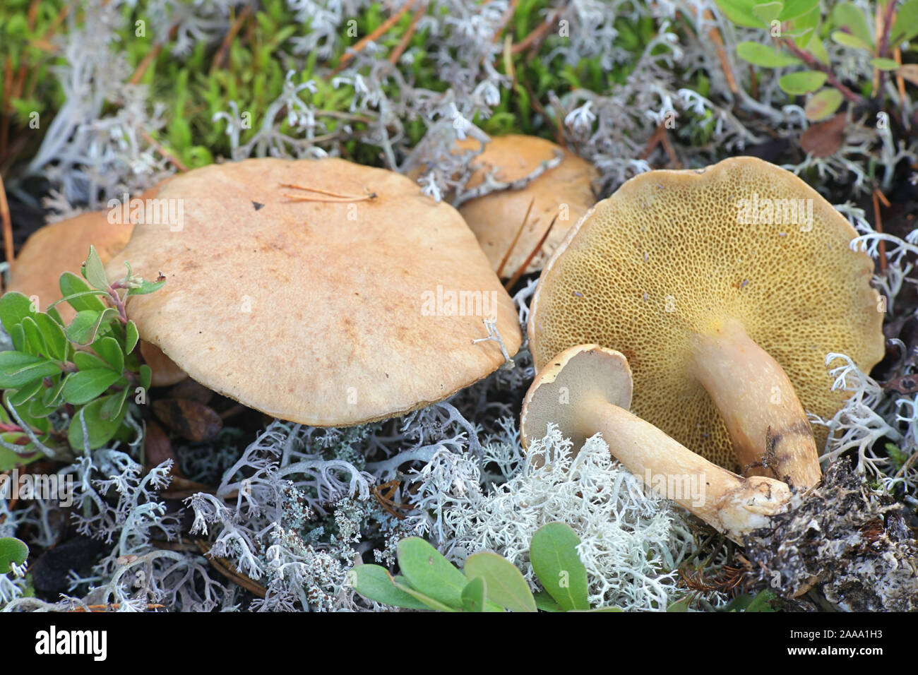 Suillus bovinus, known as the Jersey cow mushroom or bovine bolete, wild mushroom from Finland Stock Photo