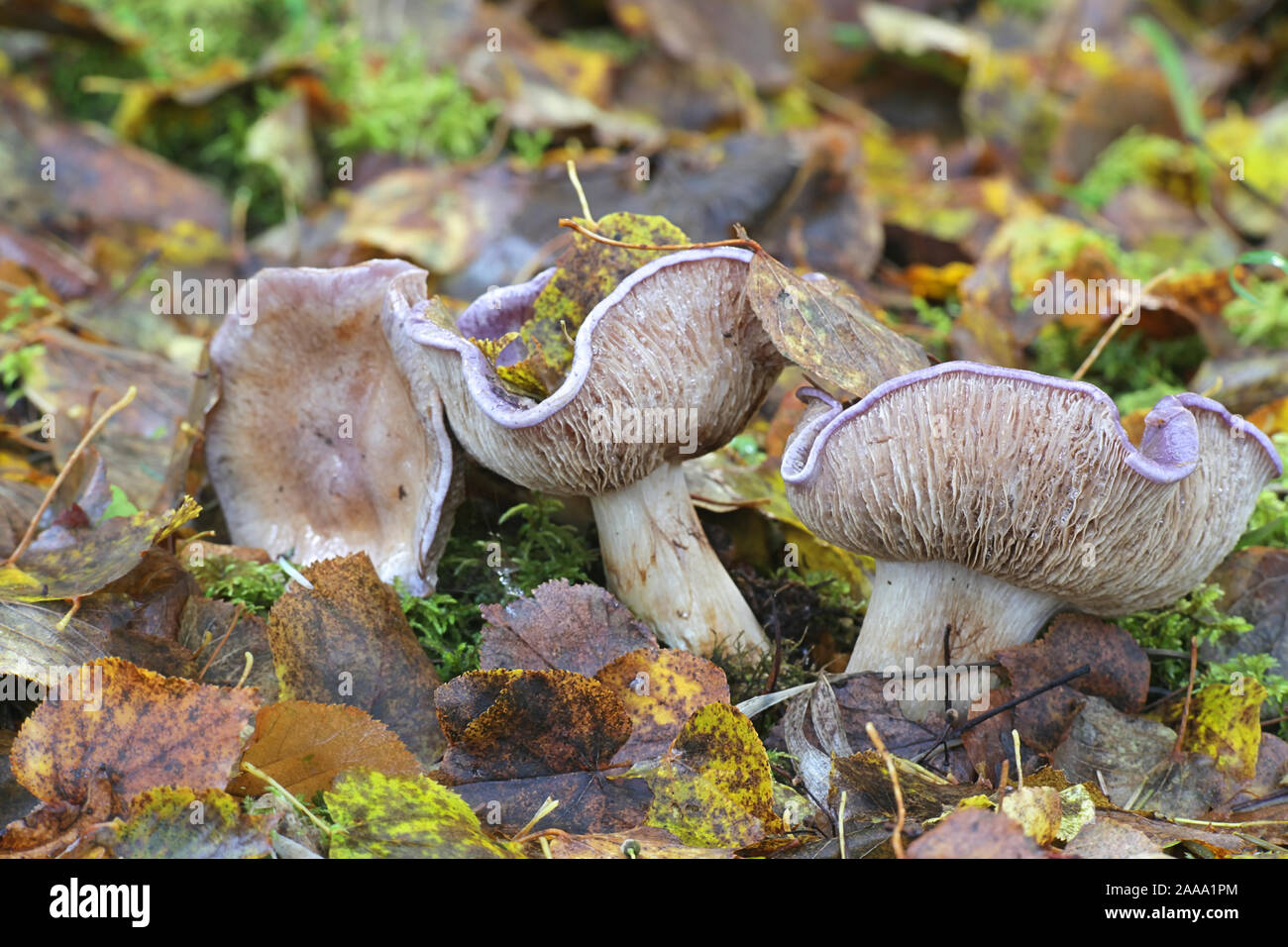 Cortinarius cumatilis , known as Wavy Webcap, wild mushroom from Finland Stock Photo
