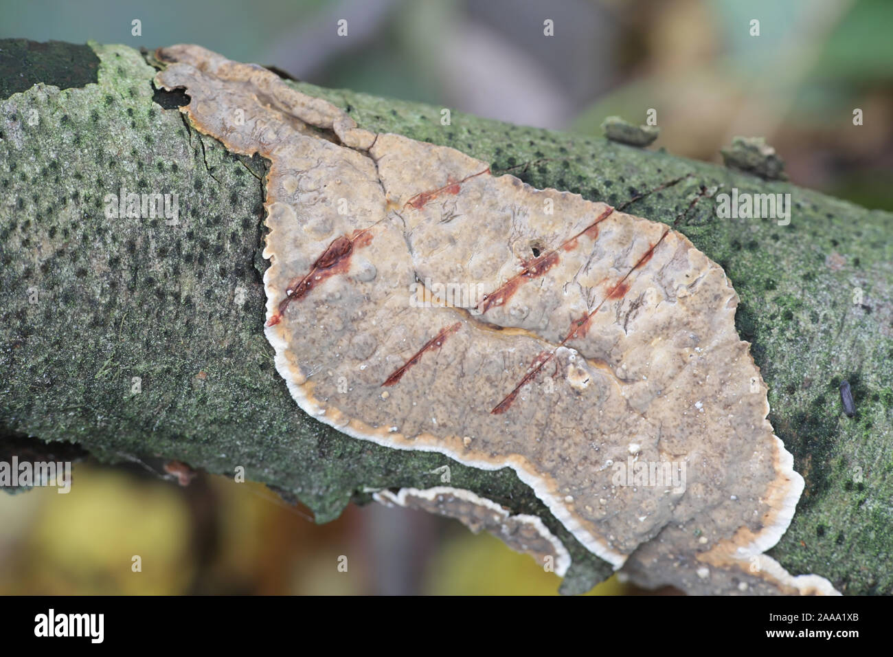 Stereum rugosum, known as bleeding broadleaf crust, wild fungi from Finland Stock Photo