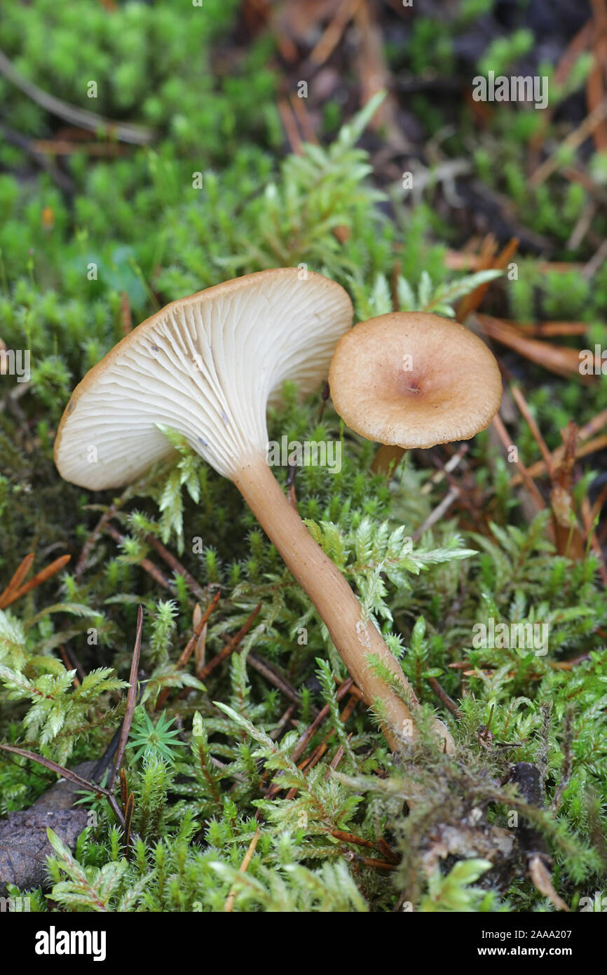 Infundibulicybe squamulosa, a funnel cap mushroom from Finland Stock Photo