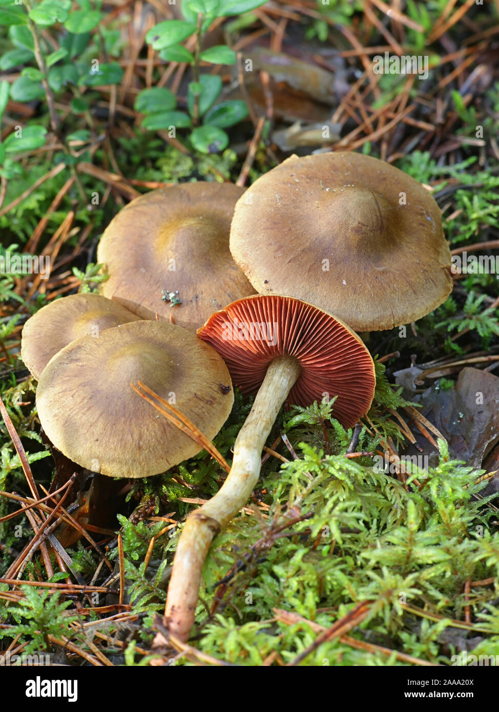 Red Banded Webcap Red Pine Mushroom Stock Photos & Red Pine Mushroom Stock Images - Alamy