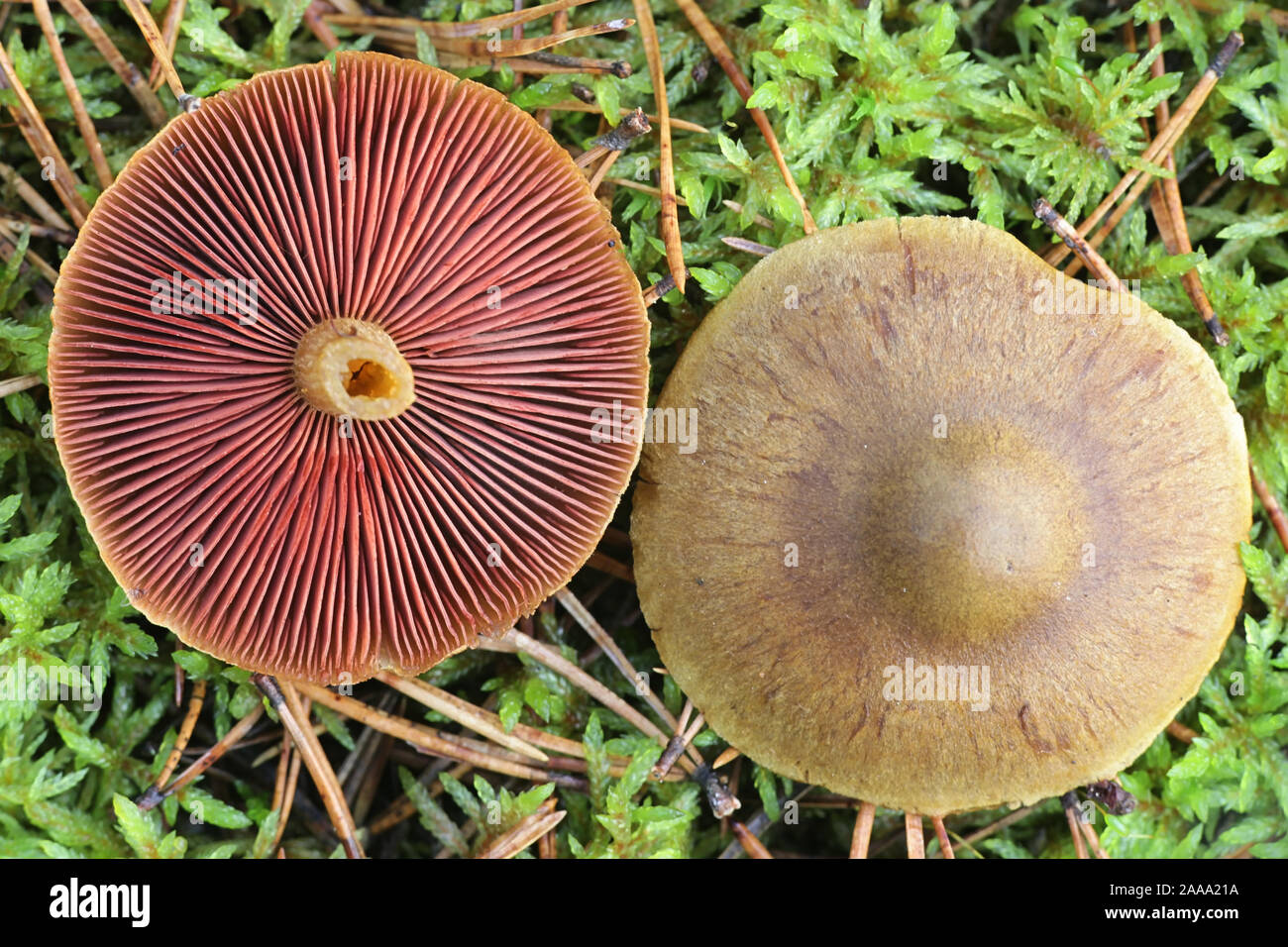 Red Banded Webcap Cortinarius semisanguineus, known as surprise webcap or red-gilled ...
