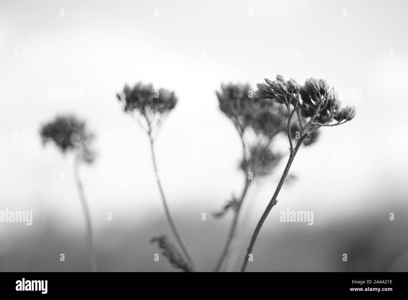 Dry autumn wild flowers grow in the field, bw photo Stock Photo Alamy