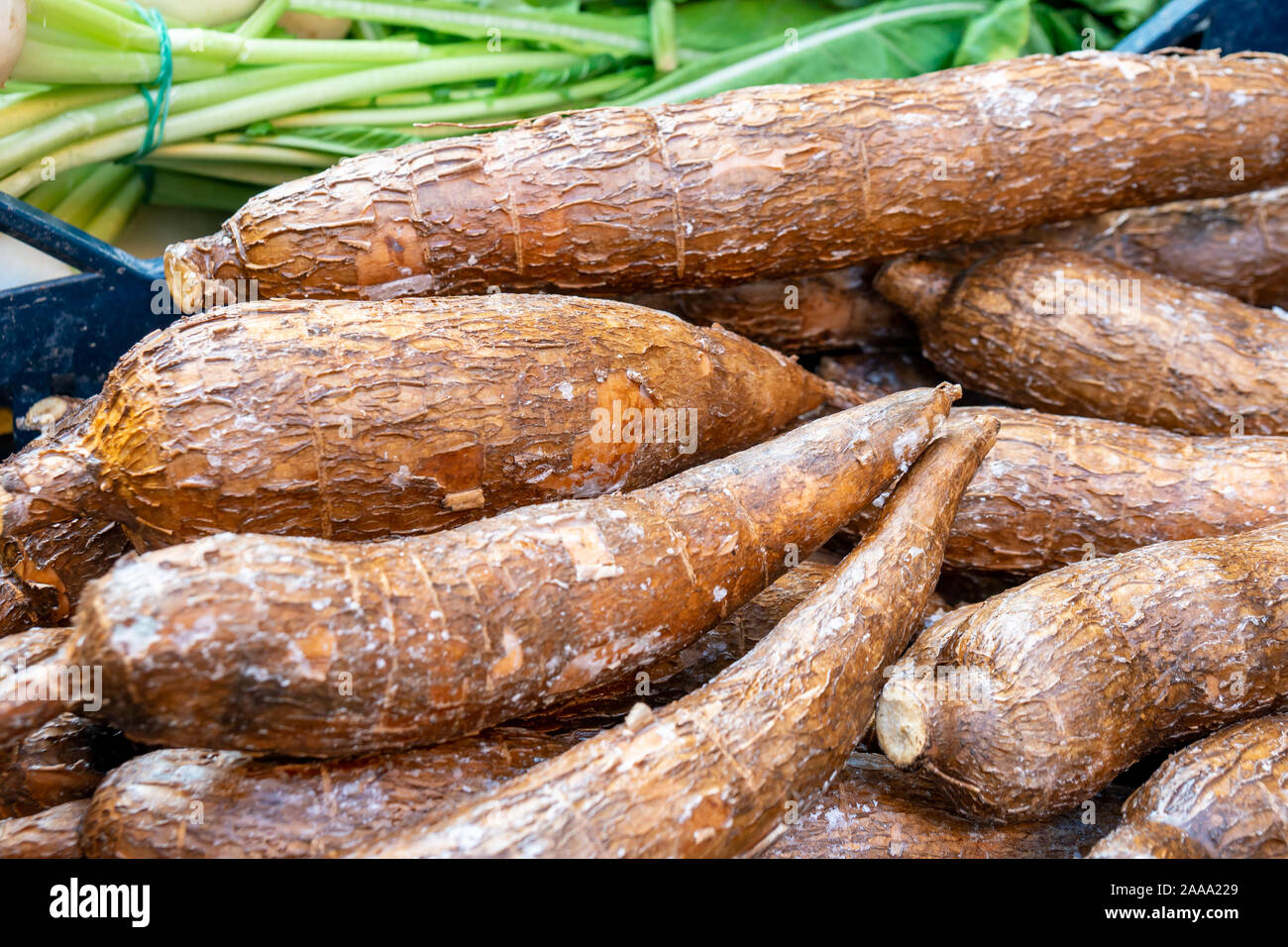 Freshly harvested organic cassava roots in a market. Healthy food Stock Photo Alamy