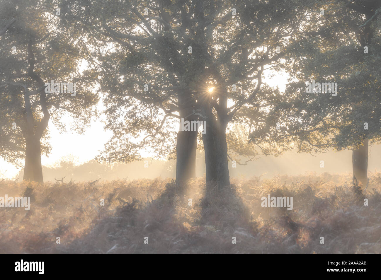 Autumn morning sunlight through trees at Richmond Park, London, UK Stock Photo