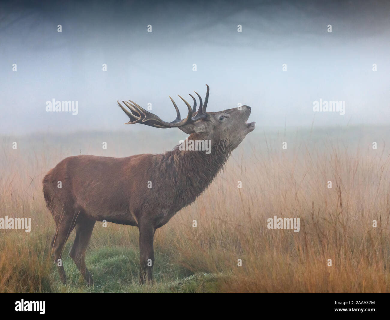 A red deer stag bellowing in the mist before sunrise in Richmond Park, London, UK Stock Photo