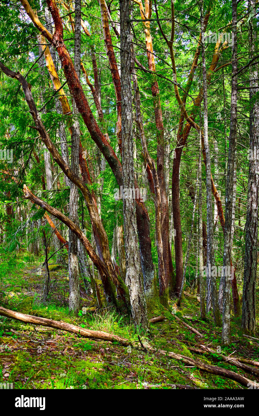 A stand of mixed trees on a hiking trail on Vancouver Island British Columbia Canada. Stock Photo
