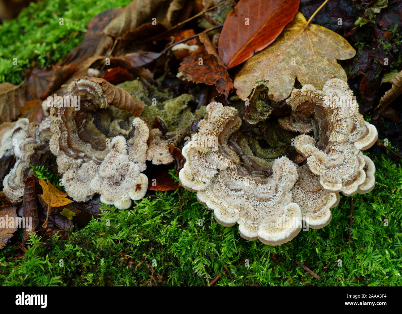 Fungi growing on a rotten log. Stock Photo
