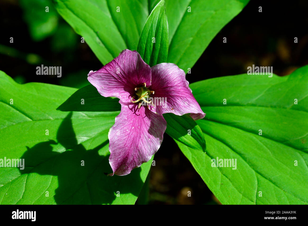 A close up image of a Red Trillium (Trillium erectum), wildflower growing in a wooded area on Vancouver Island British Columbia Canada. Stock Photo