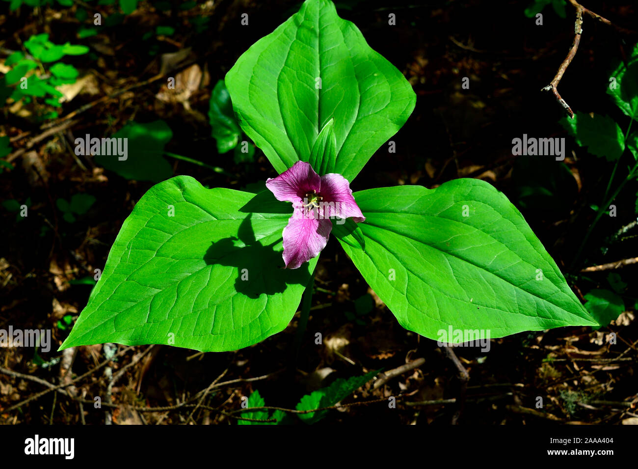 A landscape image of a Red Trillium (Trillium erectum), wildflower growing in a wooded area on Vancouver Island British Columbia Canada. Stock Photo
