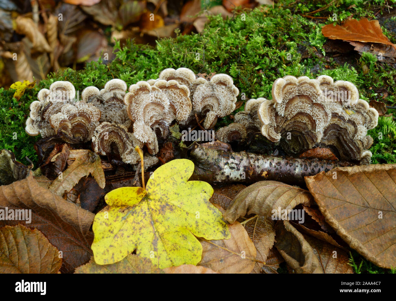 Fungi growing on a moss covered log. Stock Photo