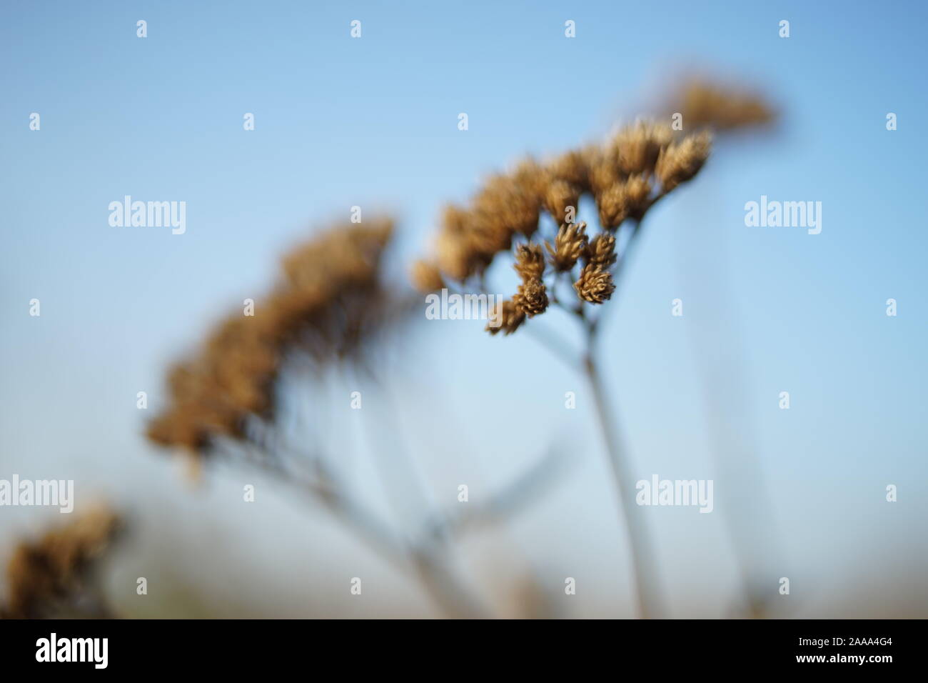 Closeup of wildflowers hi-res stock photography and images - Alamy