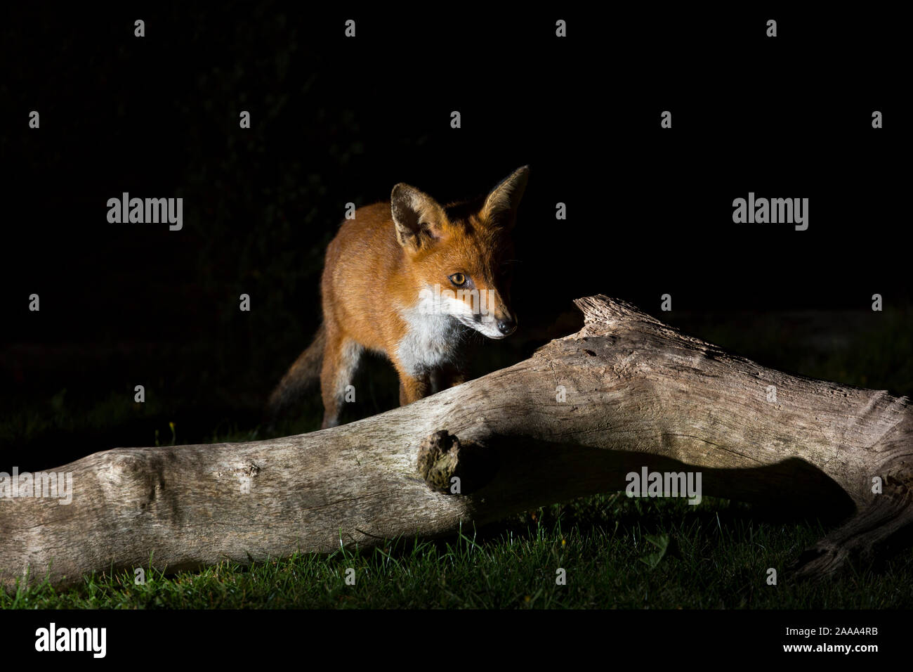 Wild, hungry, urban red fox (Vulpes vulpes) isolated in the dark, scavenging in UK garden at night. Stock Photo