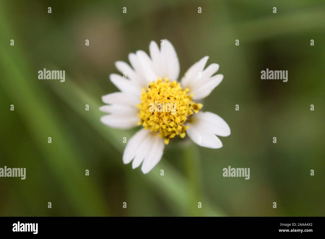 Coatbuttons, Mexican daisy, Tridax procumbens, Asteraceae, Wild Daisy on blur background. Stock Photo