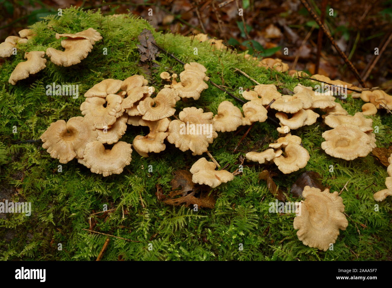 Fungi growing on a moss covered log on Ashdown forest. Stock Photo