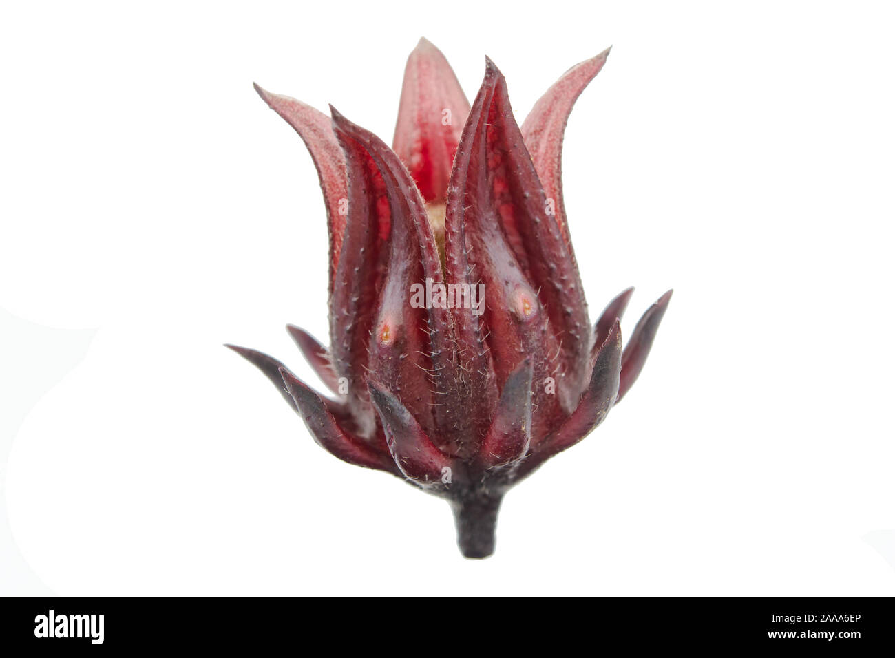 Roselle, Jamaican Sorelor or Hibiscus sabdariffa isolated on white background with clipping path Stock Photo