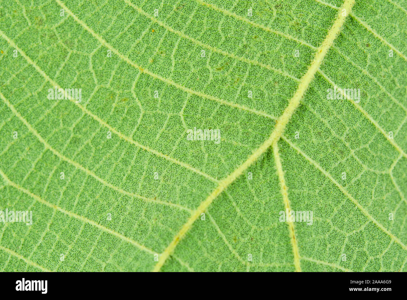 Macro close-up green leaf texture background Stock Photo - Alamy