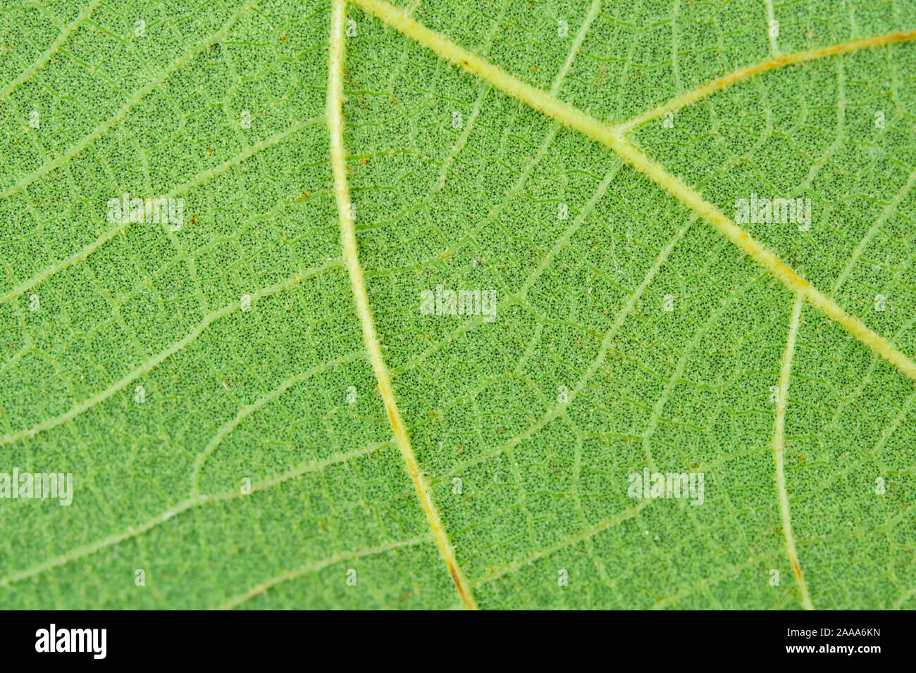 Macro close-up green leaf texture background Stock Photo - Alamy