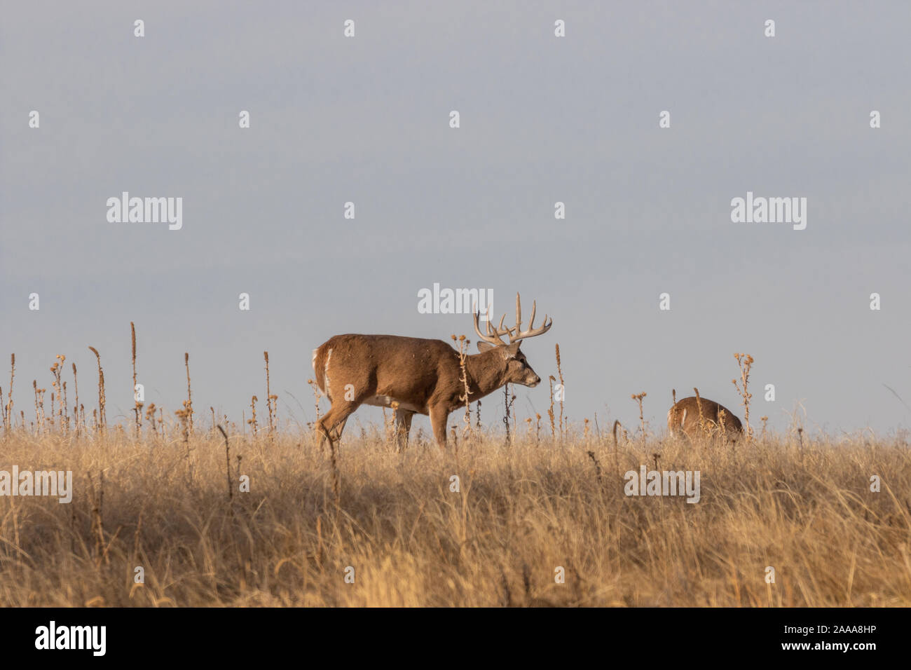 Whitetail buck hi-res stock photography and images - Alamy