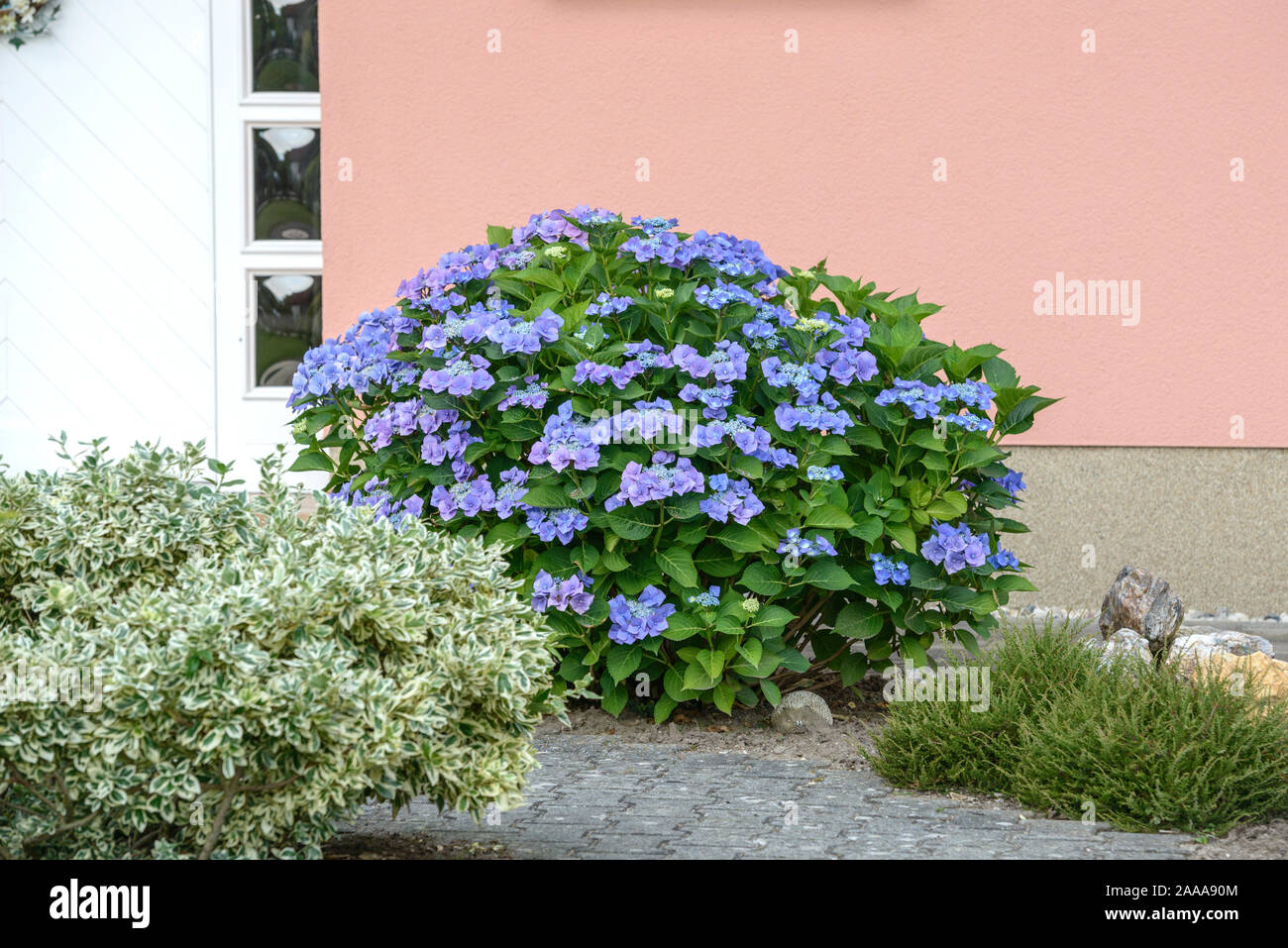 Teller-Hortensie (Hydrangea macrophylla 'Blaumeise') Stock Photo