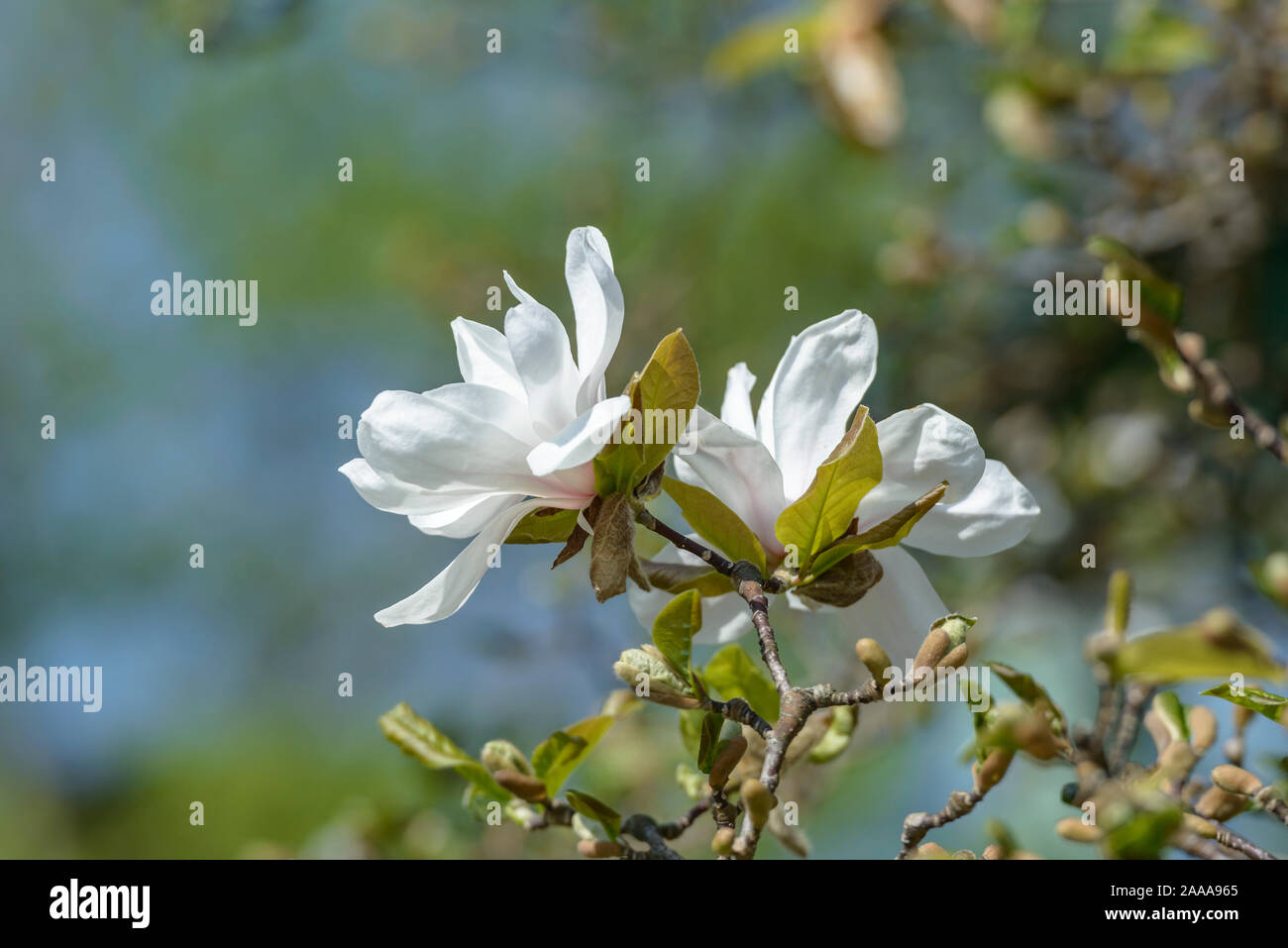 Löbners Magnolie (Magnolia × loebneri 'Merrill') Stock Photo