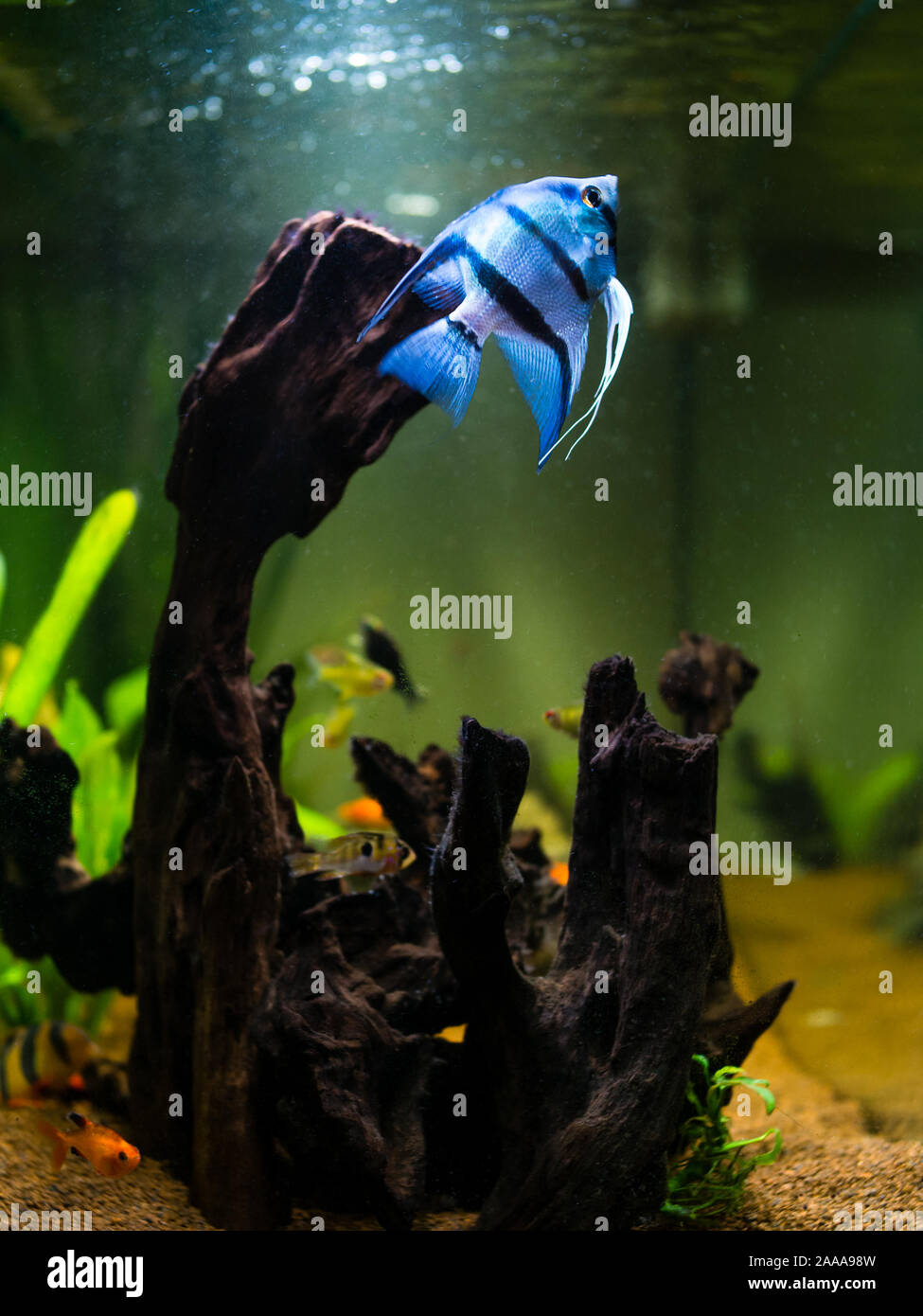 Blue angelfish swimming in a comunitary tropical aquarium Stock Photo