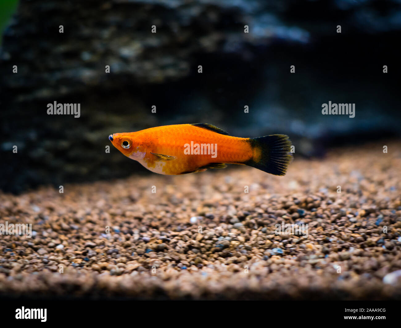 Red Wagtail Platy (Xiphophorus maculatus) in a fish tank Stock Photo - Alamy