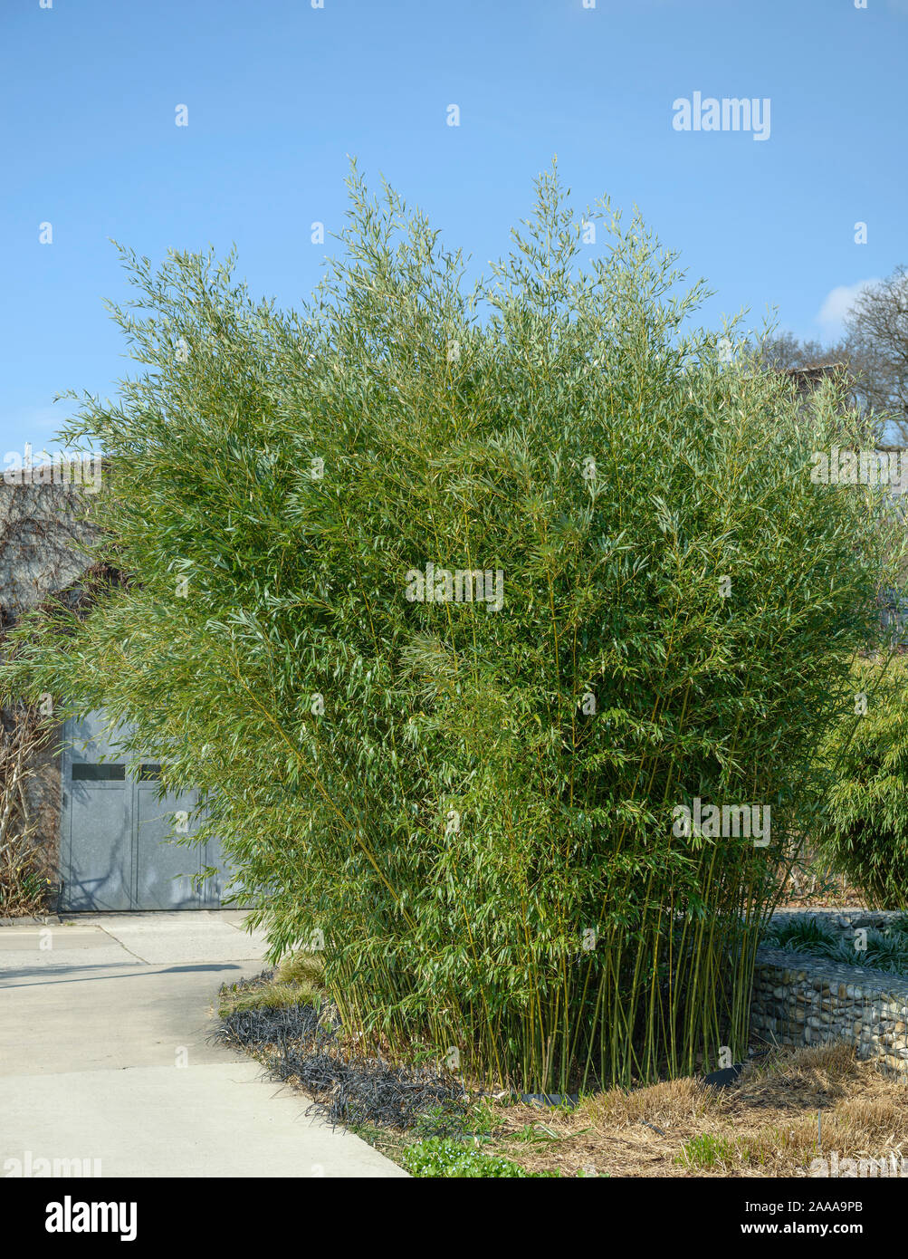 Bisett-Flachrohrbambus (Phyllostachys bissetii) Stock Photo