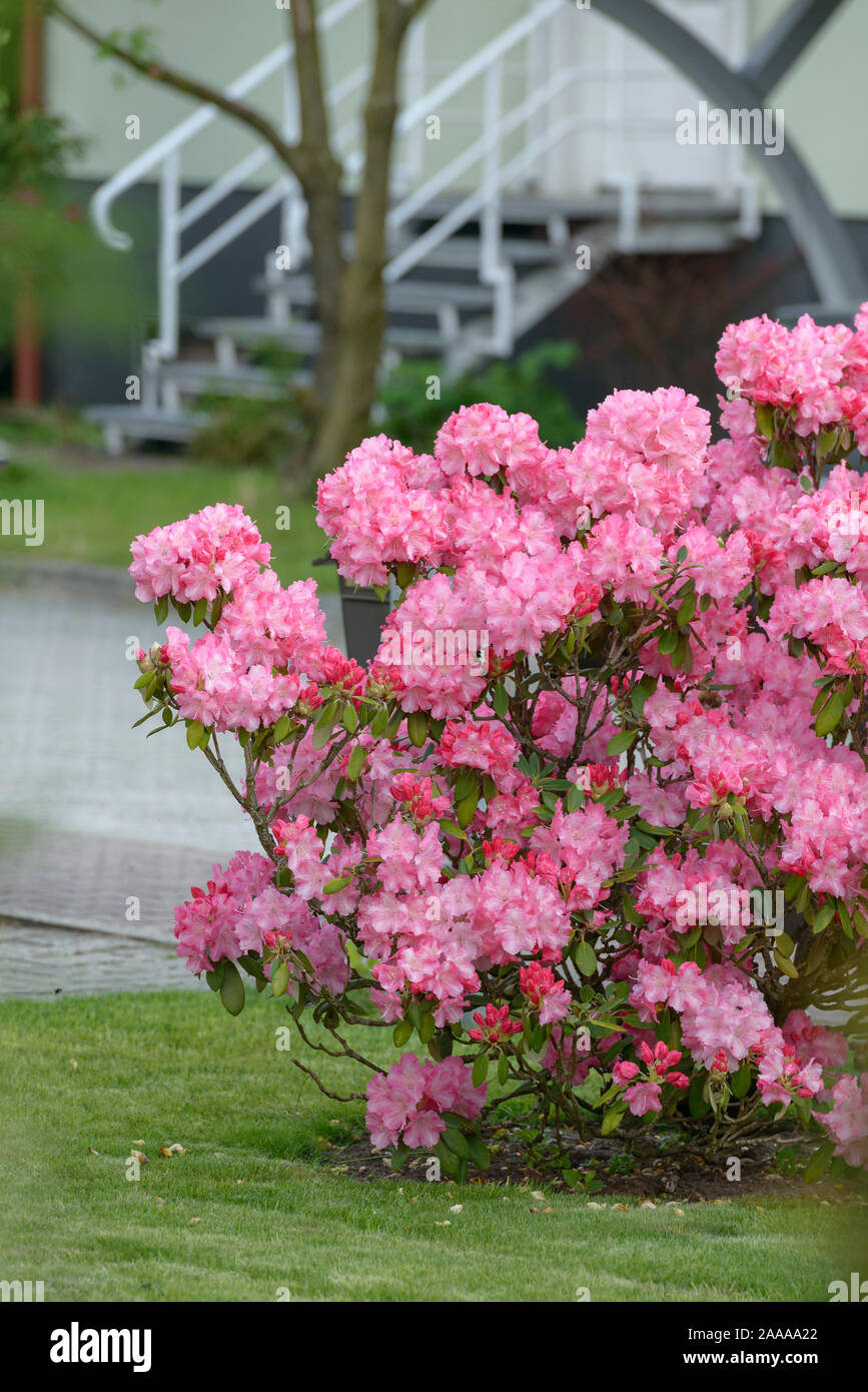 rhododendron mit kompost dngen Rhododendron Dnger flssig 5 L