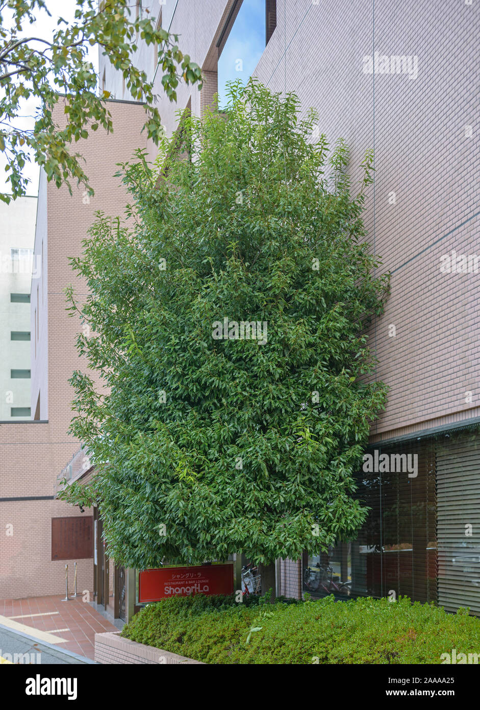 Japanische Myrten-Eiche (Quercus myrsinifolia) Stock Photo