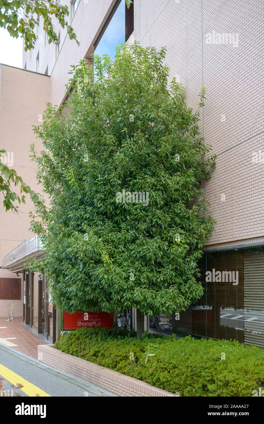 Japanische Myrten-Eiche (Quercus myrsinifolia) Stock Photo