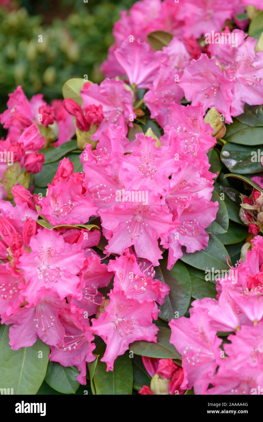 Rhododendron (Rhododendron 'Germania') Stock Photo