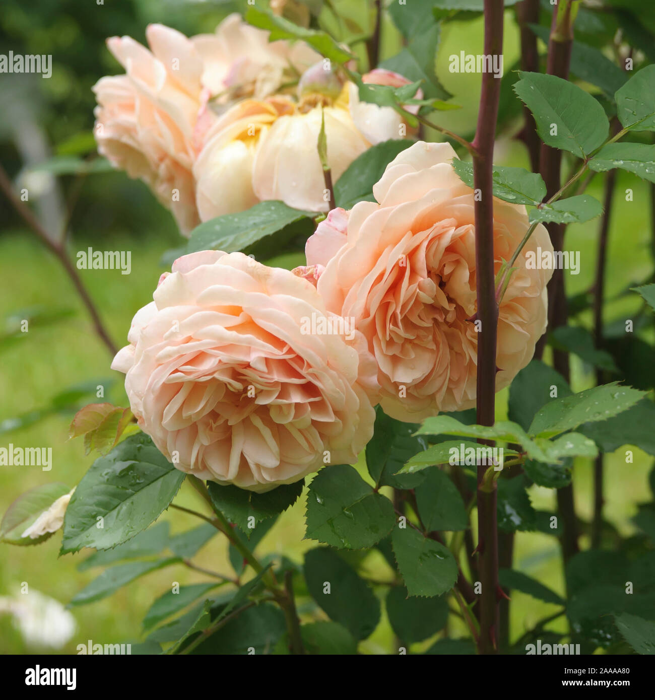 Englische Rose (Rosa CHARLES AUSTIN) Stock Photo