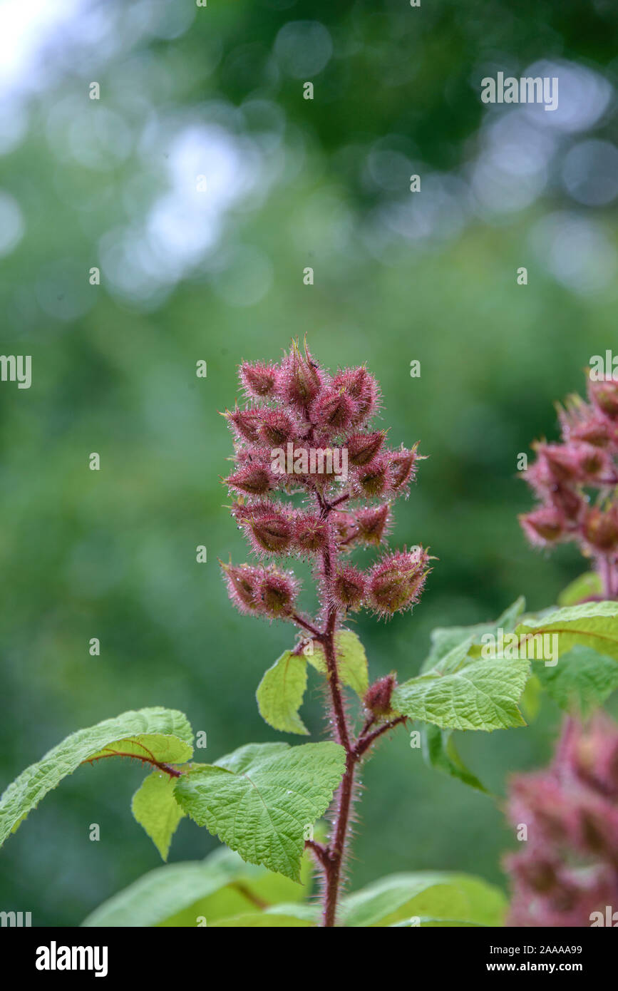 Japanische Weinbeere (Rubus phoenicolasius) Stock Photo