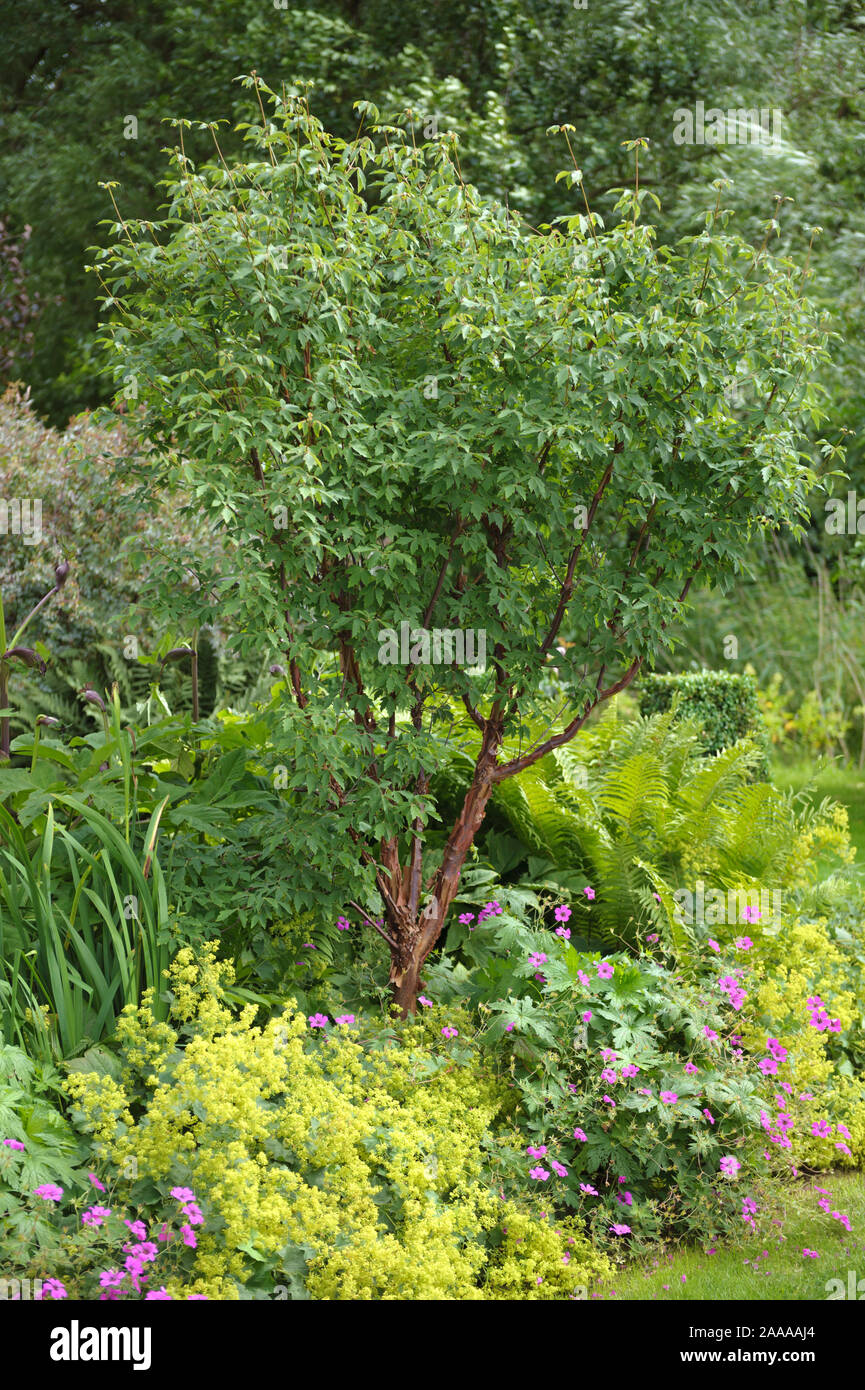 Zimt-Ahorn (Acer griseum Stock Photo - Alamy