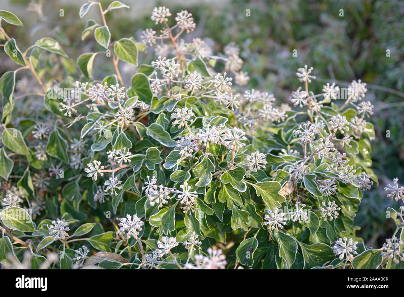 Strauch-Efeu (Hedera helix 'Arborescens' Stock Photo - Alamy