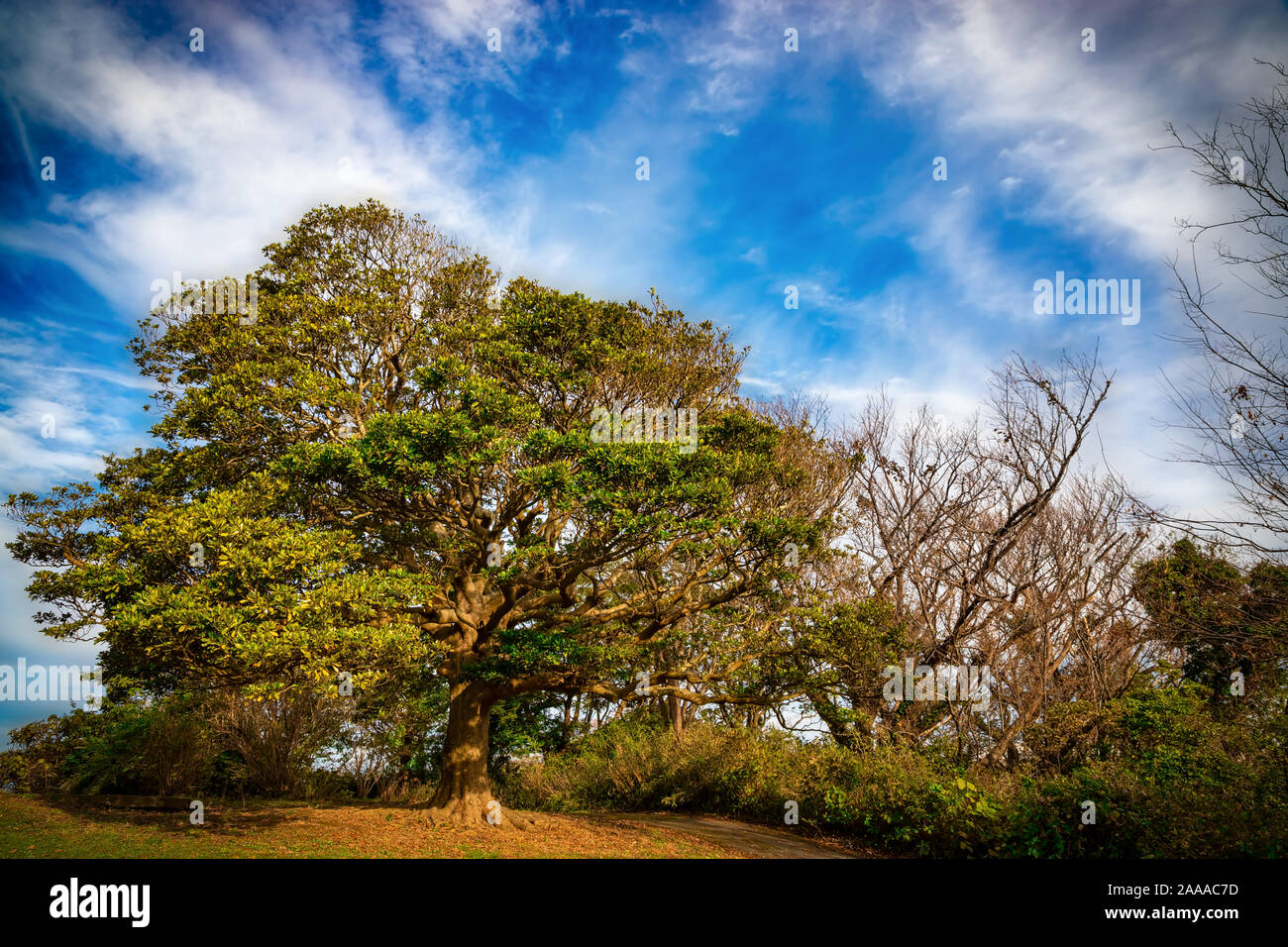 A tree on a hill in Kanonzaki Park near Yokosuka, Japan begins shedding it’s autumn leaves. Stock Photo