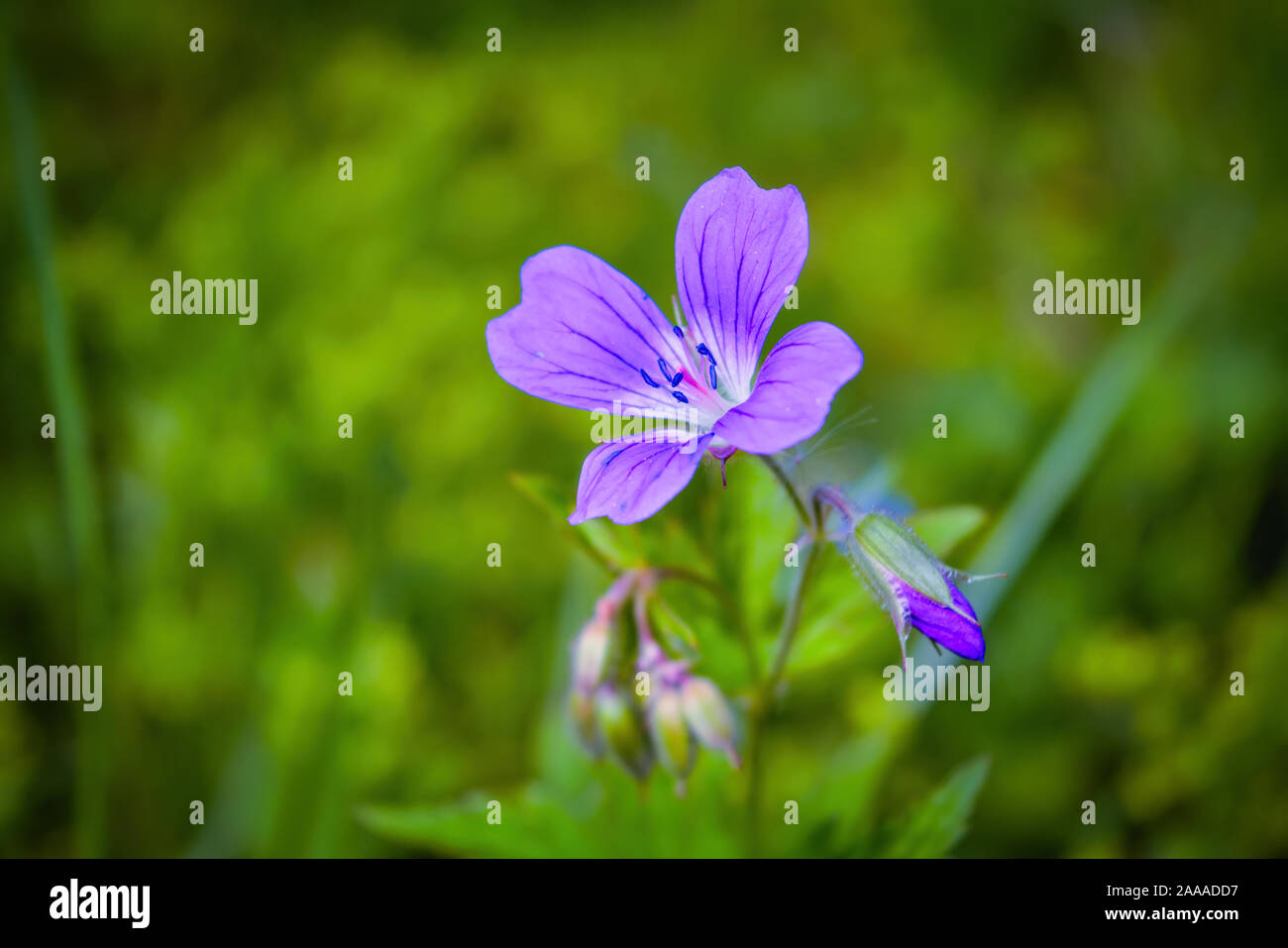 Flowering Geranium meadow Geranium pratense close-up on a blurred background. Stock Photo
