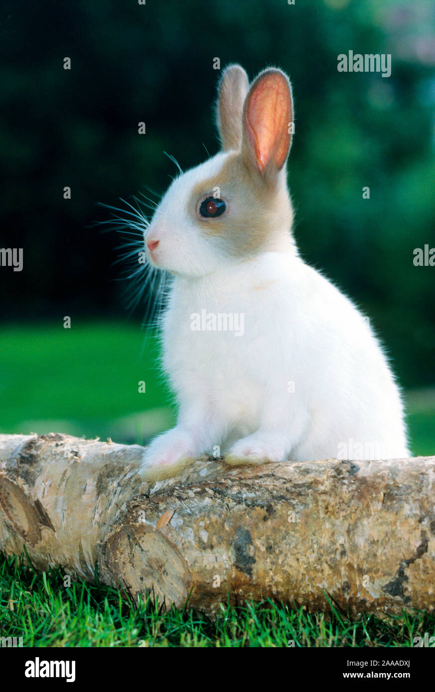 Zwergkaninchen Pet Haustier Stock Photos Zwergkaninchen Pet