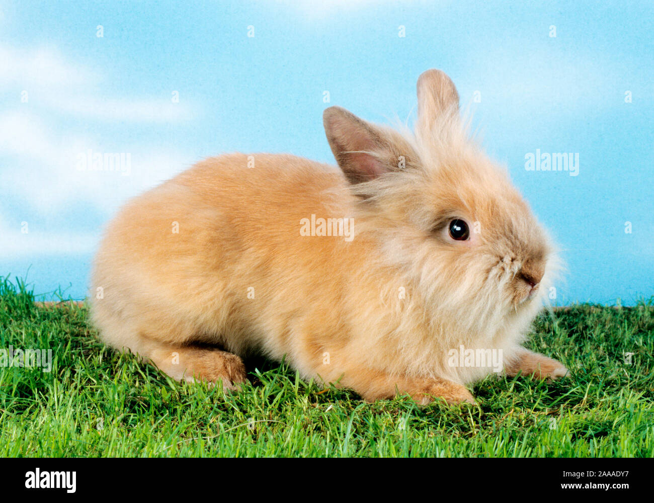 Haustiere Pet Zwergkaninchen Stock Photo 333374027 Alamy